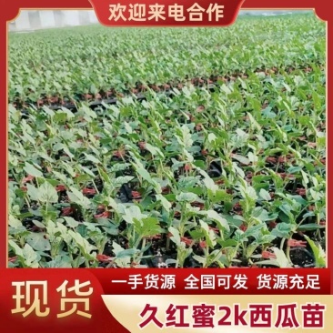 久红蜜2K西瓜苗礼品西瓜苗极早熟大红蜜瓜抗裂高产