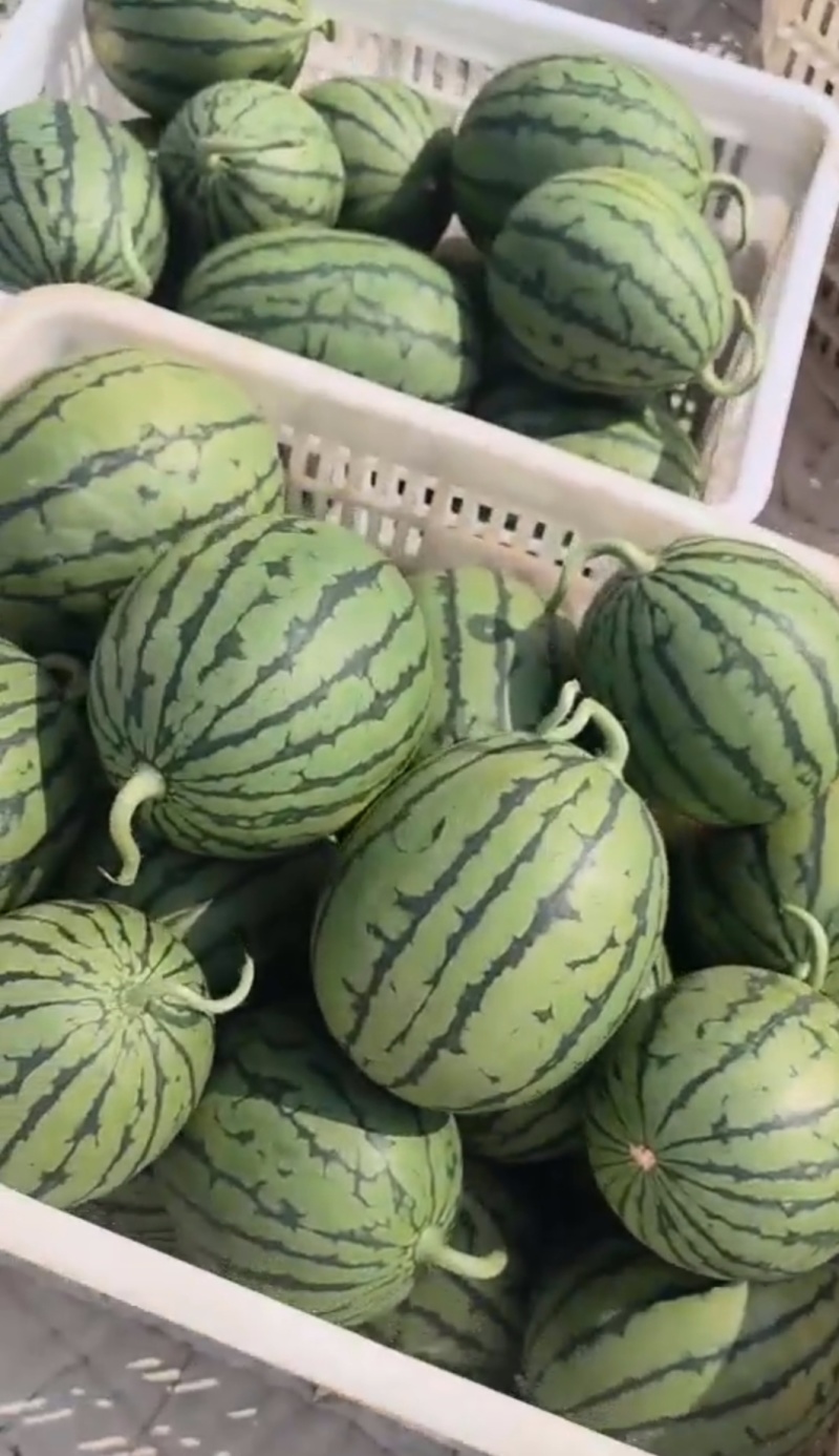 久红蜜2K西瓜苗礼品西瓜苗极早熟大红蜜瓜抗裂高产