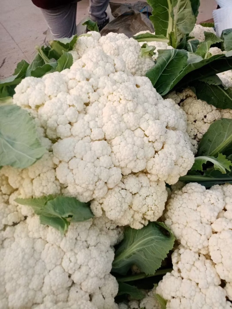 安徽菜花。有机松花菜白面青梗散花货源稳定