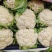 安徽菜花。有机松花菜白面青梗散花货源稳定