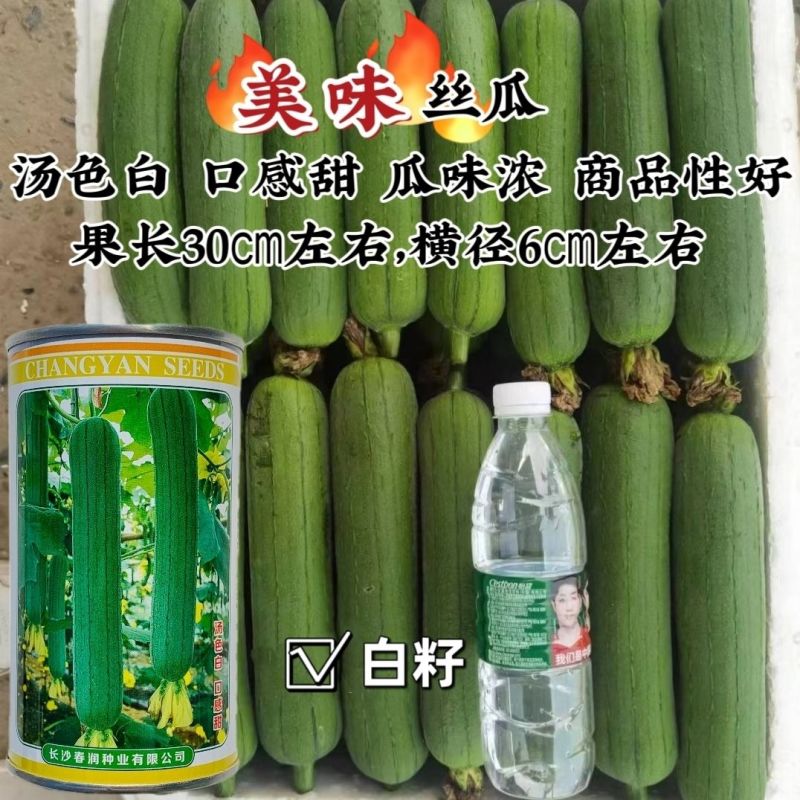 s16美味丝瓜种子白籽中长棒形长丝瓜种籽早熟汤色白味甜水
