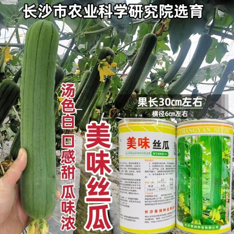 s16美味丝瓜种子白籽中长棒形长丝瓜种籽早熟汤色白味甜水