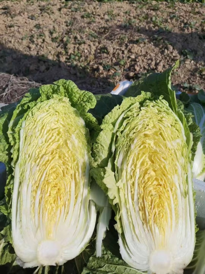 安徽黄心白菜大白菜货源稳定代收代发全国