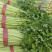 西芹安徽芹菜皇后芹菜货源稳定代收代