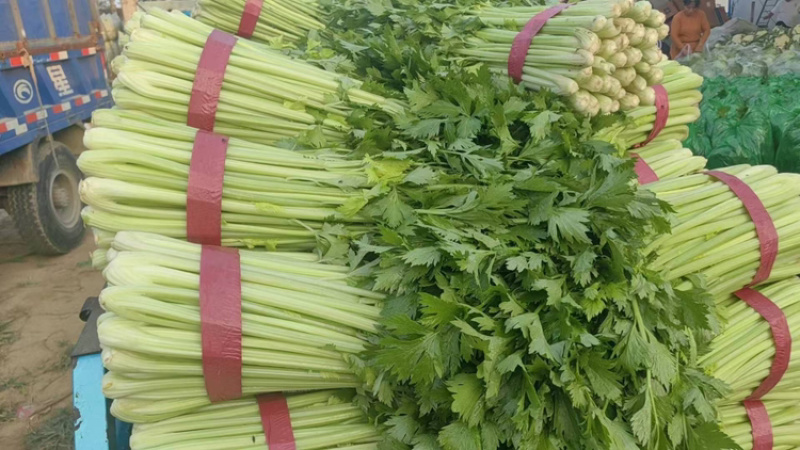西芹安徽芹菜皇后芹菜货源稳定代收代