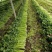 西芹安徽芹菜皇后芹菜货源稳定代收代