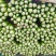 西芹安徽芹菜皇后芹菜货源稳定代收代
