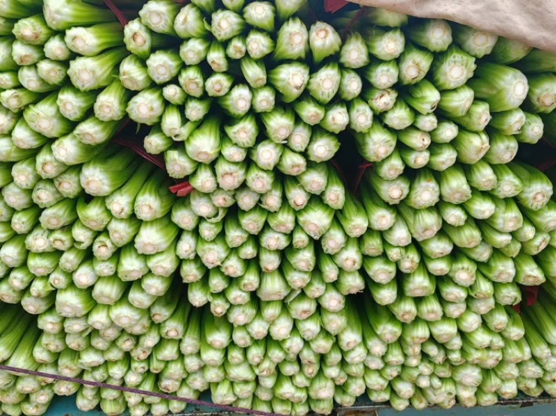 西芹安徽芹菜皇后芹菜货源稳定代收代
