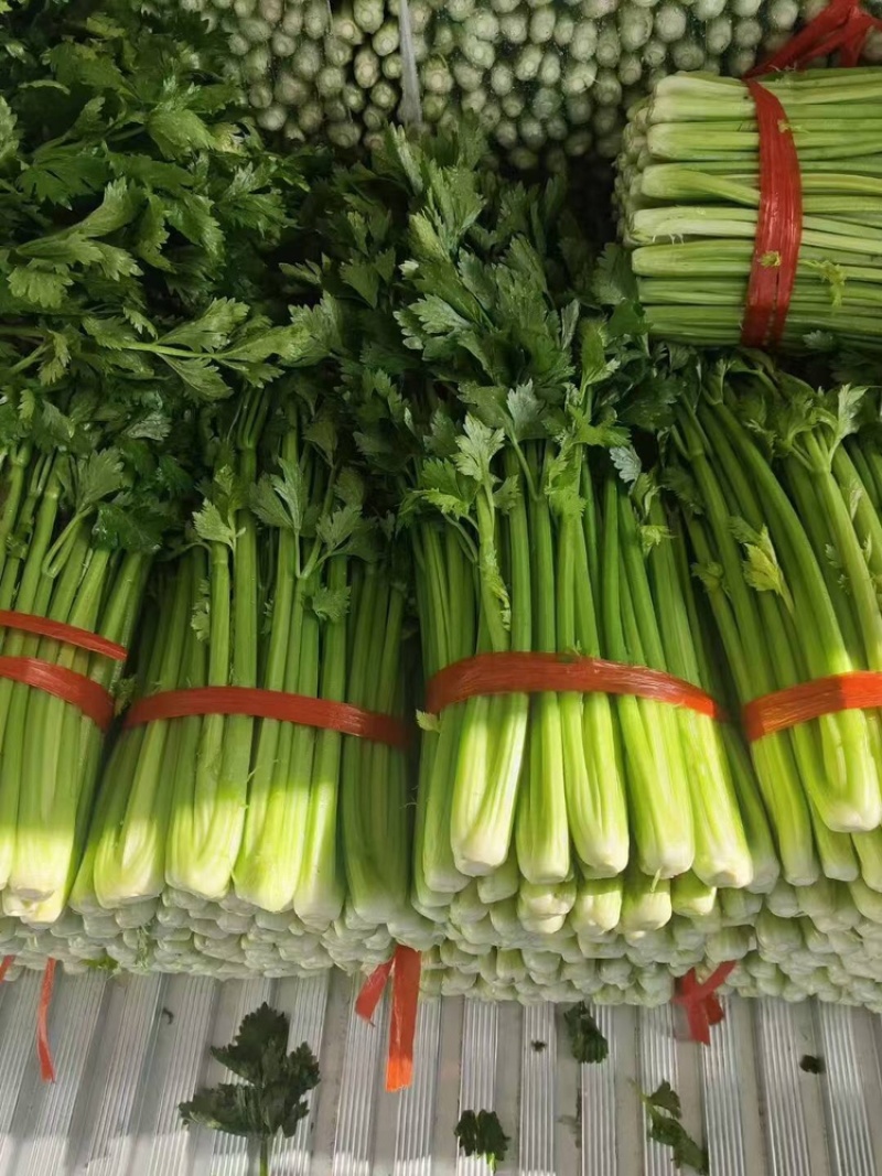 西芹安徽芹菜皇后芹菜货源稳定代收代