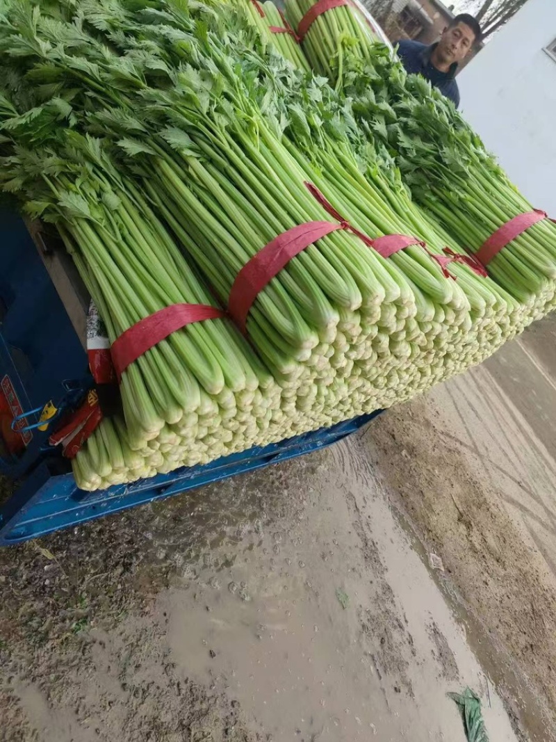 西芹安徽芹菜皇后芹菜货源稳定代收代