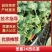 圣嘉2K礼品西瓜苗，高产抗病，不易裂瓜，免费技术指导指导