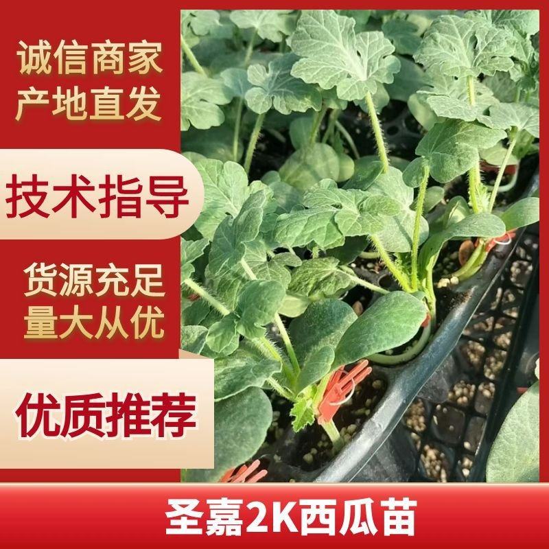圣嘉2K礼品西瓜苗，高产抗病，不易裂瓜，免费技术指导指导