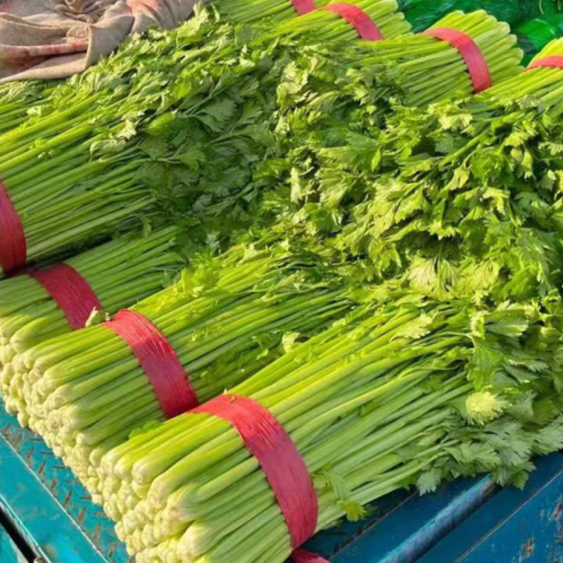 西芹安徽芹菜皇后芹菜货源稳定代收代