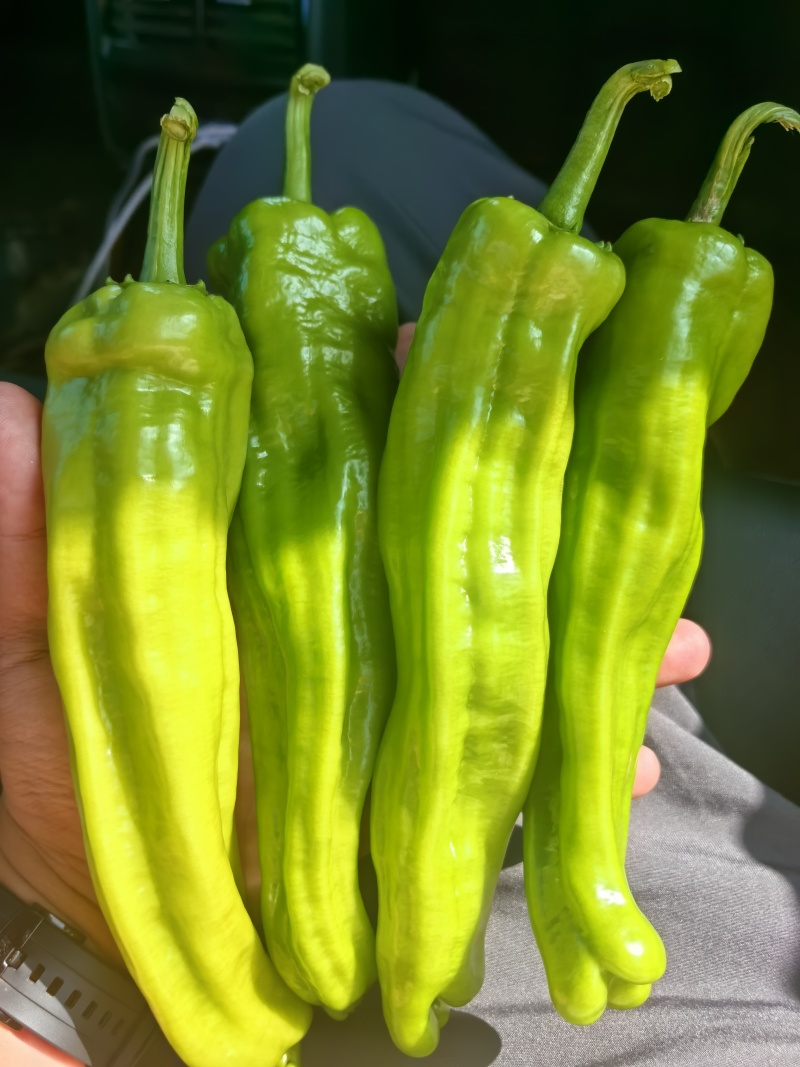 新苗芜湖椒
