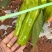 新苗芜湖椒