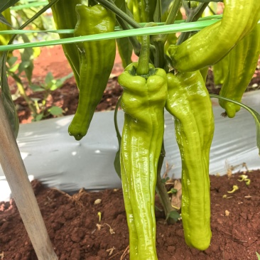 新苗芜湖椒