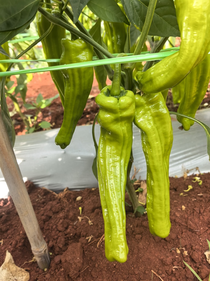 新苗芜湖椒