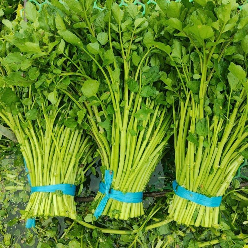 西洋菜