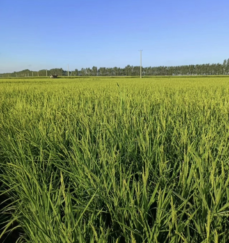 【实力推荐】东北龙稻大米包装可定制万亩种植基地品质保证