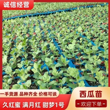 圆形西瓜苗礼品西瓜苗种苗基地直发各种瓜苗欢迎选购