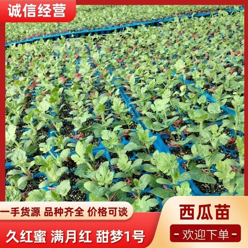 圆形西瓜苗礼品西瓜苗种苗基地直发各种瓜苗欢迎选购