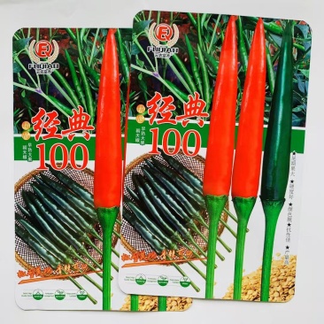 富乔红典100朝天椒种子早熟抗病强高产大果型朝天椒种子香