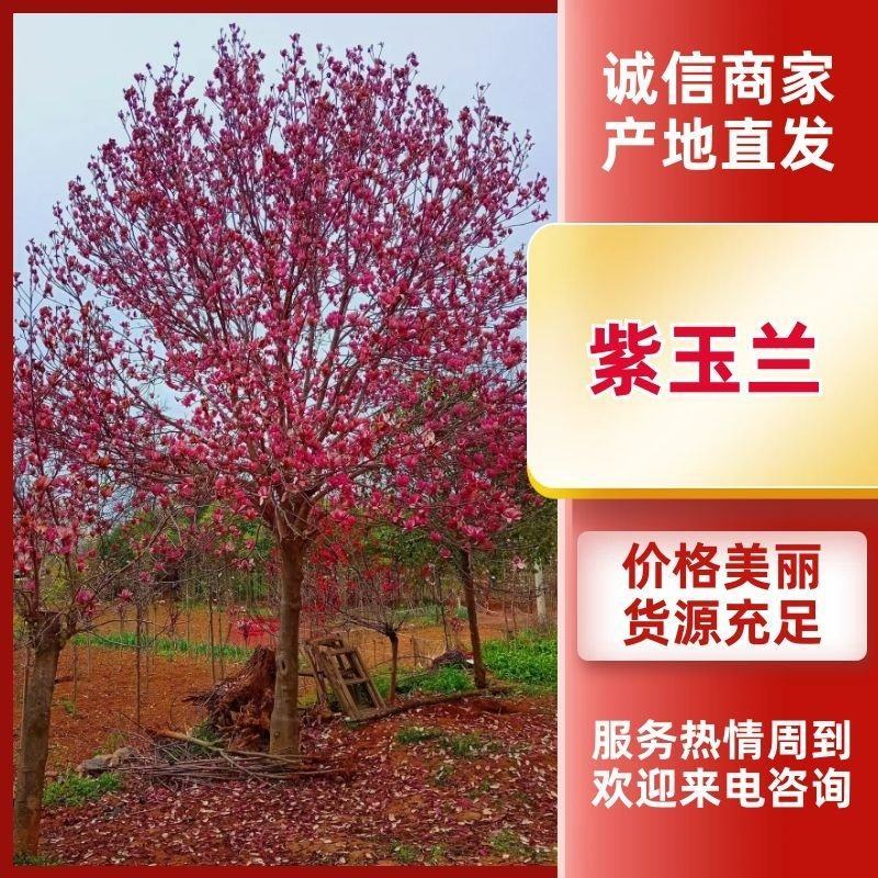 【紫玉兰】南阳玉兰之乡品质齐全产地现挖现发视频看货