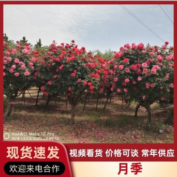 【优选】精品树壮月季保证成活率质优价廉规格齐全