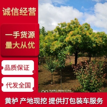 黄栌基地直发质量保证货大质优可视频看货