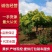 黄栌基地直发质量保证货大质优可视频看货
