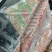 品名:多肉肥猪冻分龙骨规格:10公斤箱装8-10