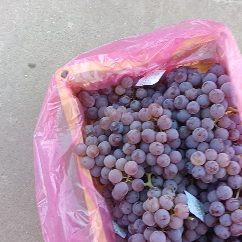 精品龙眼葡萄大量现货质量好需要的联系