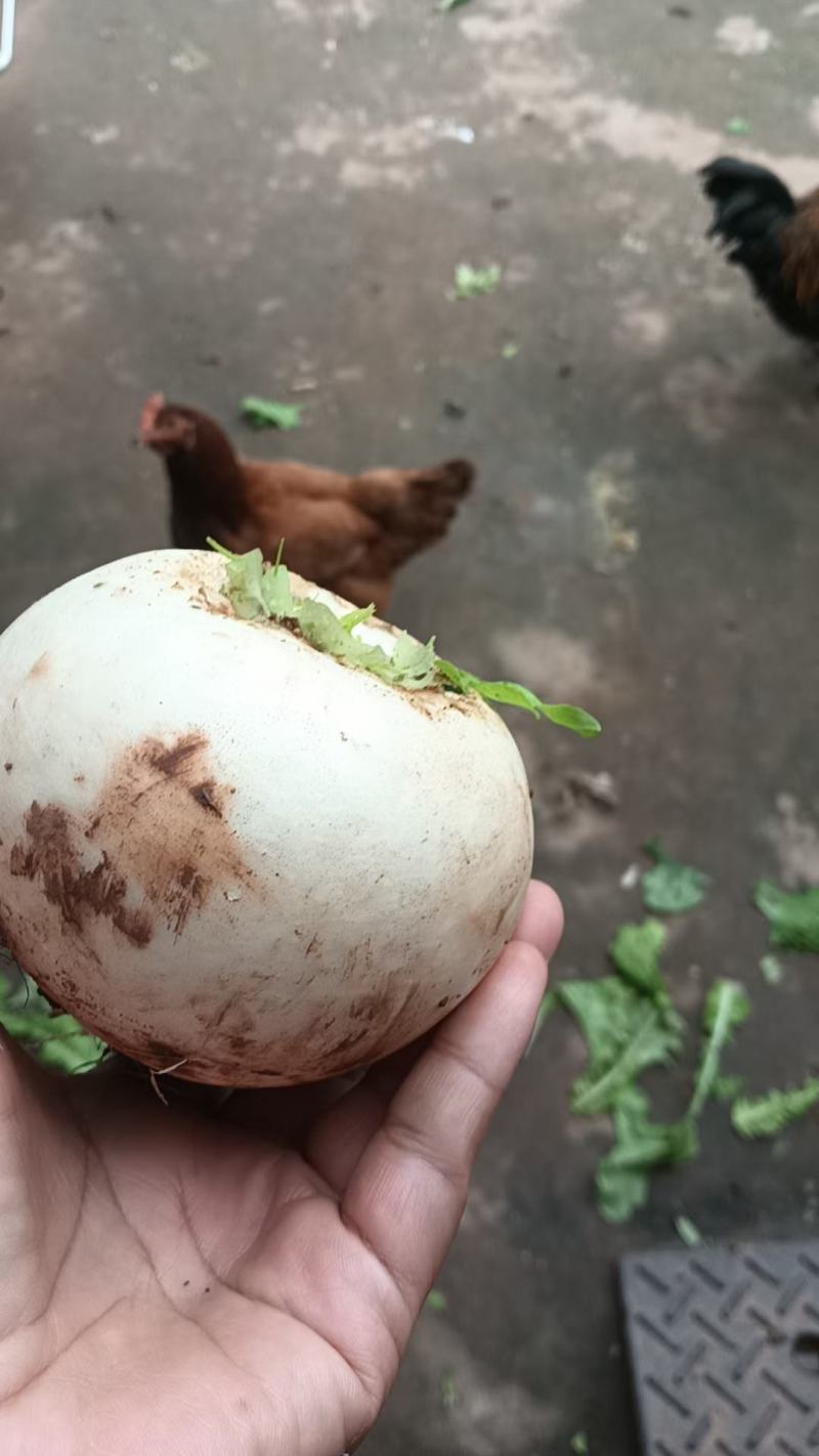 圆白萝卜