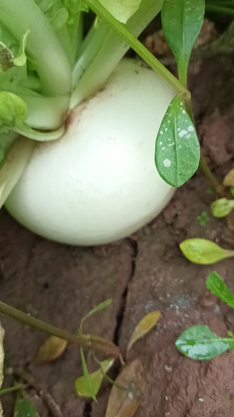 圆白萝卜