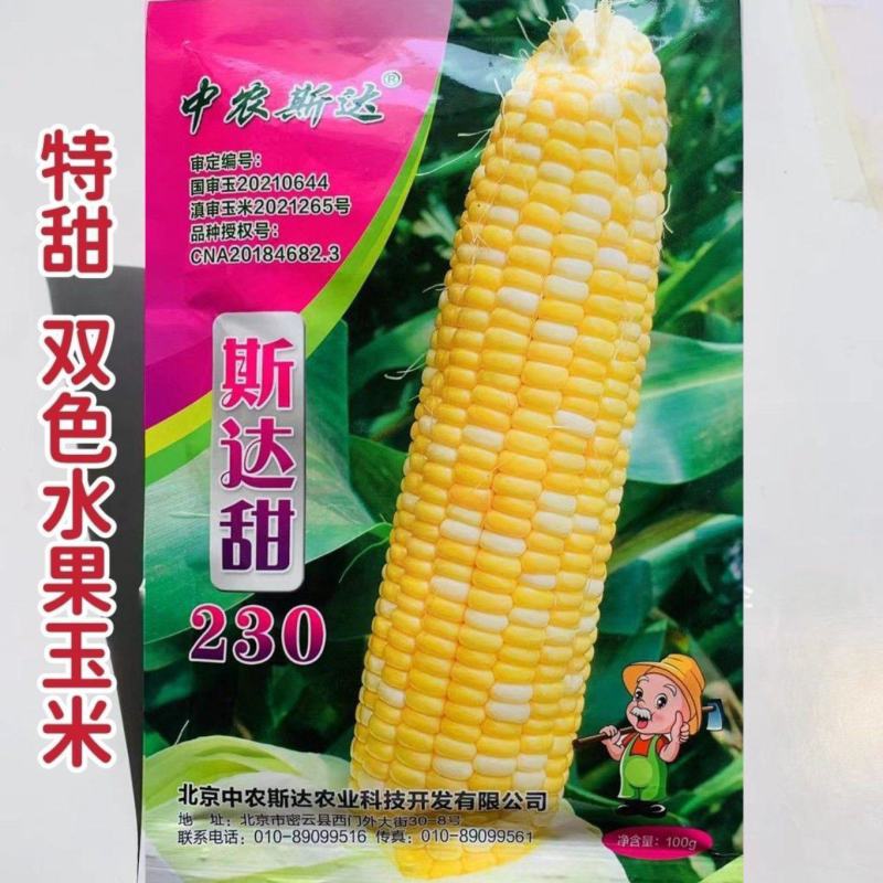 斯达甜230双色水果玉米种子超甜鲜食水果玉米种籽南北方春