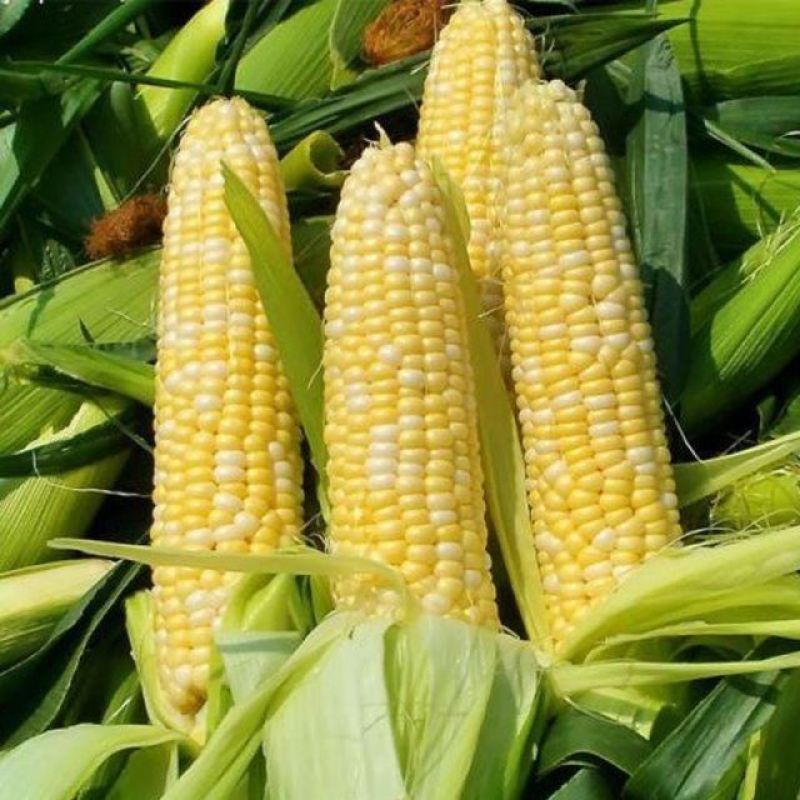 斯达甜230双色水果玉米种子超甜鲜食水果玉米种籽南北方春