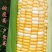 斯达甜230双色水果玉米种子超甜鲜食水果玉米种籽南北方春