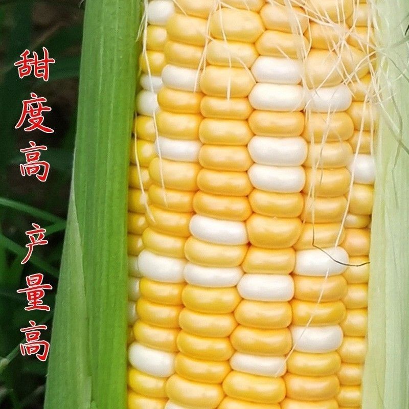 斯达甜230双色水果玉米种子超甜鲜食水果玉米种籽南北方春