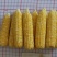 斯达甜230双色水果玉米种子超甜鲜食水果玉米种籽南北方春