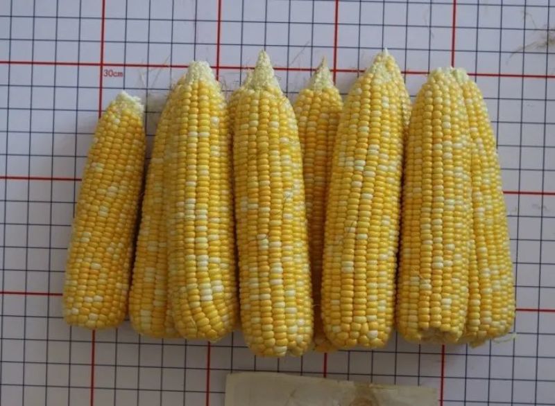斯达甜230双色水果玉米种子超甜鲜食水果玉米种籽南北方春