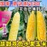 斯达甜230双色水果玉米种子超甜鲜食水果玉米种籽南北方春