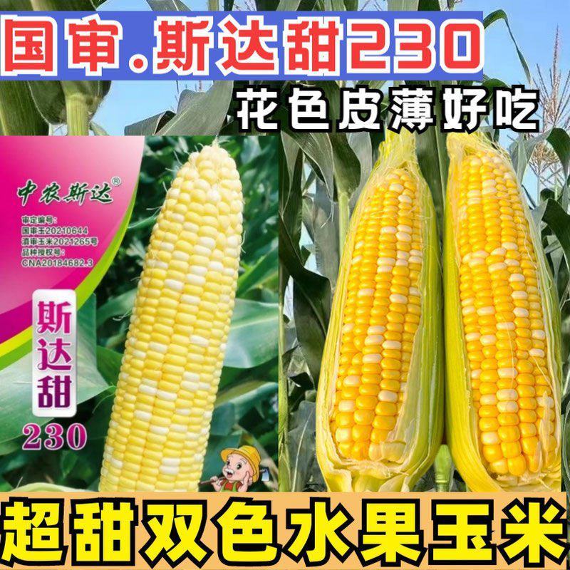斯达甜230双色水果玉米种子超甜鲜食水果玉米种籽南北方春
