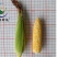 斯达甜230双色水果玉米种子超甜鲜食水果玉米种籽南北方春