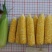 斯达甜230双色水果玉米种子超甜鲜食水果玉米种籽南北方春