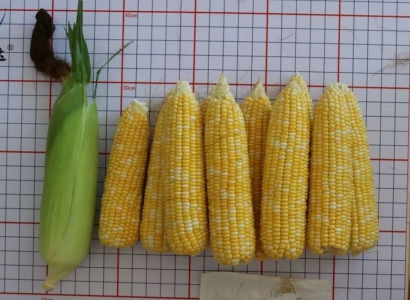 斯达甜230双色水果玉米种子超甜鲜食水果玉米种籽南北方春