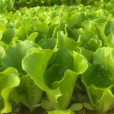 山西意大利生菜苗基地全国发货提供技术支持诚信经营
