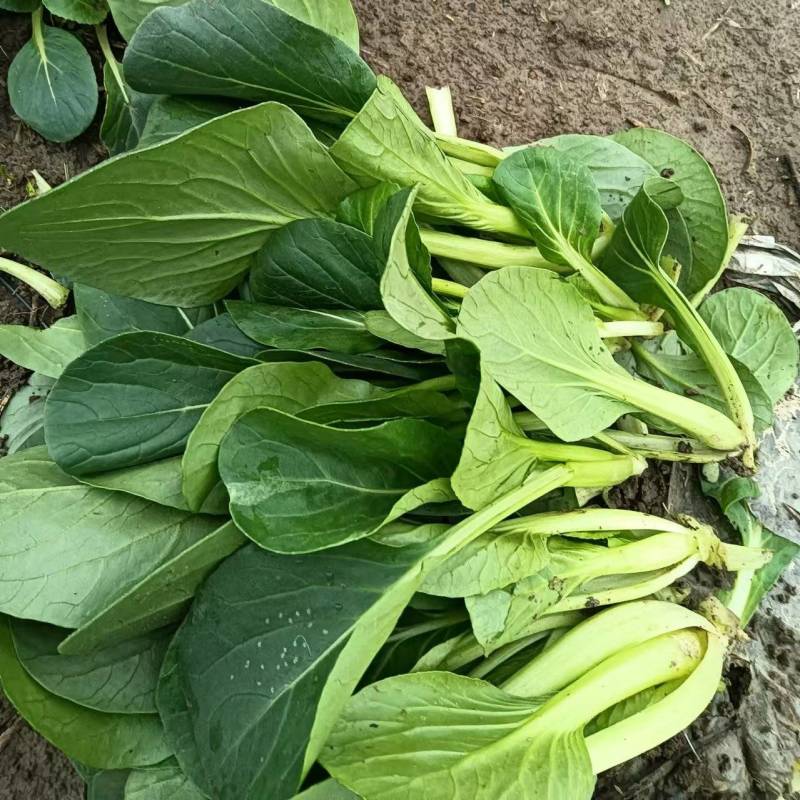 【菜苔】小白菜苔/安徽菜苔/全国发货/价格便宜/欢迎采购