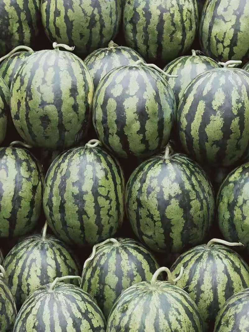 优质甜王西瓜苗超大果甜王果型好免费技术指导