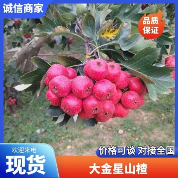 [精品]大金星山楂，大量上市，品质保证，欢迎致电
