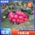 [精品]大金星山楂，大量上市，品质保证，欢迎致电